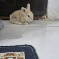 خرگوش لوپ۳۵روزه نر