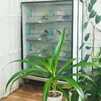 قفس پرنده