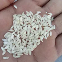 برنج عنبربو تازه