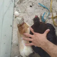 مرغ تخمگذار
