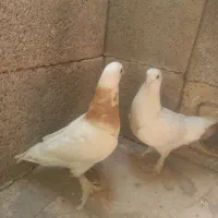 کبوتر