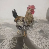 خروس گلپایگانی