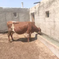 کاو 3ساله دم زیمان