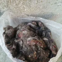 پشم گوسفند