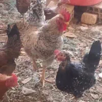 خروس