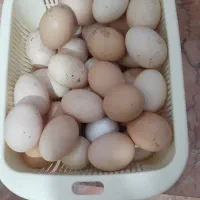 تخم مرغ محلی