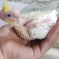 جوجه عروس هلندی 25و 27روزه