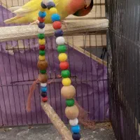 طوطی بریزلی مرغ عشق