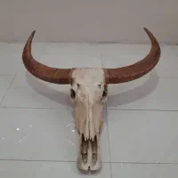 دیوارکوب کله بوفالو،گاو