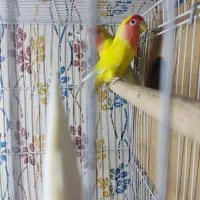 جفت کوتوله