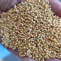 ارزن مرغوب روسی برای تغذیه پرندگان