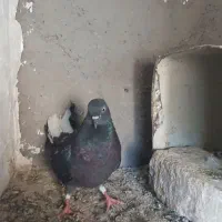 کبوتر زاغ دم سفید