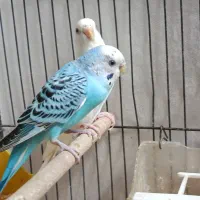 مرغ عشق