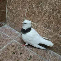 کفتر|پرنده|آفتاب, |دیوار