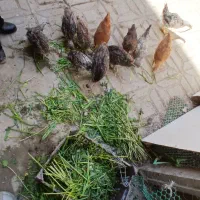 بوقلمون ۳ ماهه