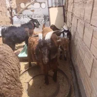 فروش بره وبزغاله