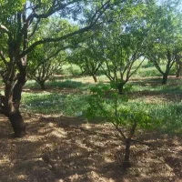 باغ-زمین-مثمر