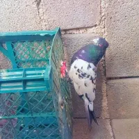فروش کبوتر تک