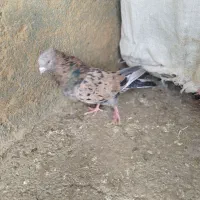 کبوتر تهرانی