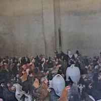 مرغ محلی تخمگزار 1ساله