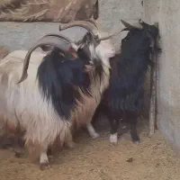 بز نر جلو رو