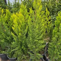 درختچه لاوسون *گلخانه من *