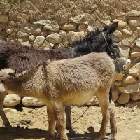 فروش فوری الاغ