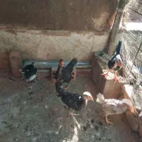 نیمچه خروس گلین