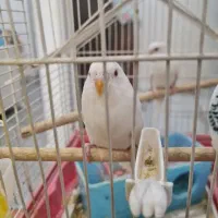 مرغ عشق چشم شرابی آلبینو