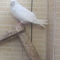 نر و ماده سفید چشونک