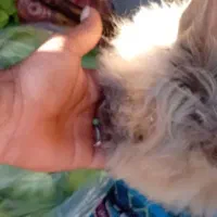 خرگوش لپ بزرگ جفت