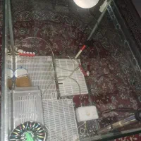 اکواریوم ماهی