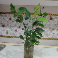 گل مرجان