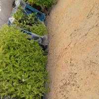 تولکی گوجه