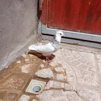 طوقی