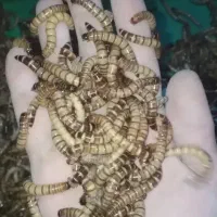 سوپر ورم ۴۰۰ اعلا ۶۰ کیلو دارم
