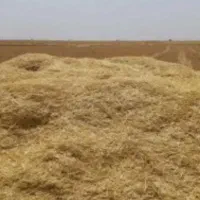 فروش کاه گندم