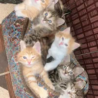 گربه واگذاری