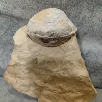 فسیل صدف کامل