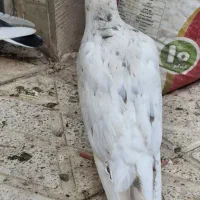 کبوتر|پرنده|سبزوار, سیادتی|دیوار