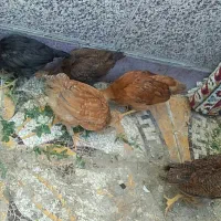 مرغ خروس پاپری ۵ ماهه