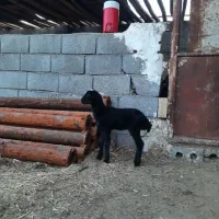 بره شیری ۲۰روزه