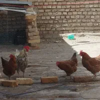 مرغ و خروس محلی