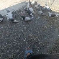 پرنده