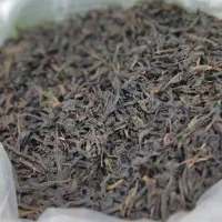 چای بهاره گیلان تولید بهار ۱۴۰۵