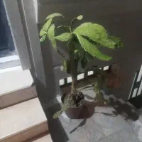 گل کاکتوس