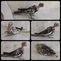 فروش جوجه سرلاکی