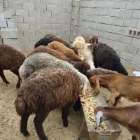 بره پرواری افشاری