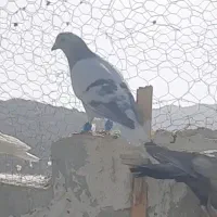 سبزدم‌سفید کرمانی
