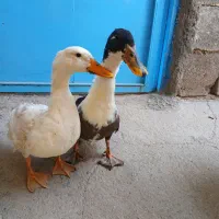 فروش خروس و اردک